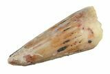 Fossil Amphibian (Apachesaurus) Tooth - Arizona #277127-1